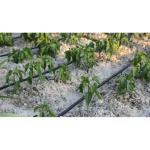 Капельная трубка многолетняя с капельницами через 25 см, длина 200 м Presto-PS MCL-25-200