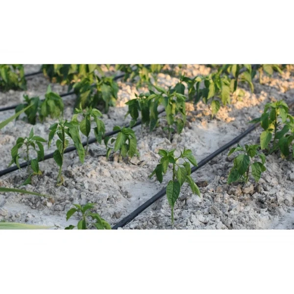 Капельная трубка многолетняя с капельницами через 25 см, длина 200 м Presto-PS MCL-25-200