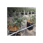 Крапельна трубка Presto-PS біла для крапельниць мікроджет діаметр 5*1,5 мм, довжина 100 м (PVH 5B)