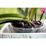 Капельница садовая "Спица" 2 л/час Presto-PS 2102