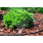 Микроджет капельница для полива Крокус 43 л/ч 90° Presto-PS 7717