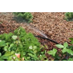 Микроджет капельница для полива Крокус 43 л/ч 90° Presto-PS 7717