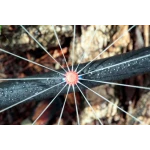 Микроджет капельница для полива Крокус 52 л/ч 360° Presto-PS 7719