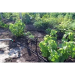 Капельница для полива микроджет Зонтик-В Presto-PS MS-1101-В