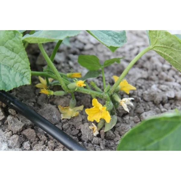 Капельная трубка многолетняя с капельницами через 100 см, длина 200 м, в упаковке - 1 шт. Presto-PS MCL-100-200