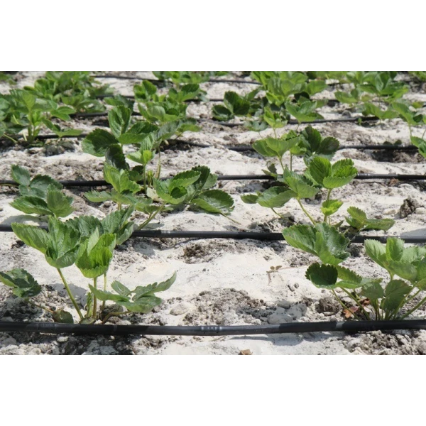 Капельная трубка многолетняя с капельницами через 100 см, длина 200 м, в упаковке - 1 шт. Presto-PS MCL-100-200