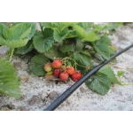 Трубка капельная многолетняя с капельницами через 20 см, длина 200 м с маркировкой метража Presto-PS MCL-20-200