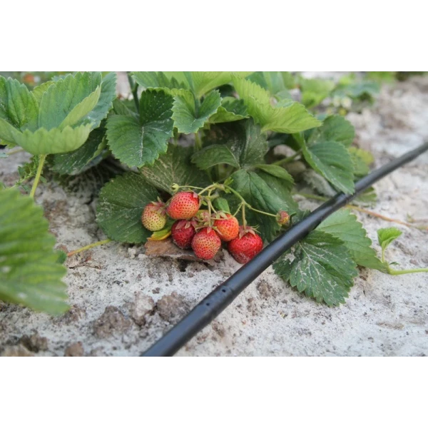 Трубка капельная многолетняя с капельницами через 20 см, длина 200 м с маркировкой метража Presto-PS MCL-20-200