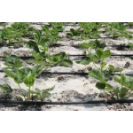 Трубка капельная многолетняя с капельницами через 20 см, длина 200 м с маркировкой метража Presto-PS MCL-20-200